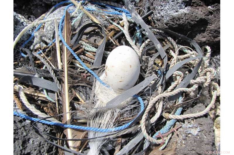 New Study Highlights Plastic Pollution Threats to South Pacific Seabirds