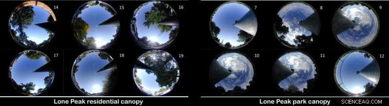 How Trees and Lawns Naturally Cool Urban Spaces