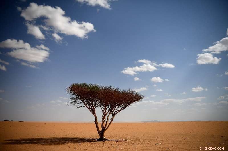 Deserts Reimagined: Satellite Study Reveals Millions of Trees Across Sahel and Sahara