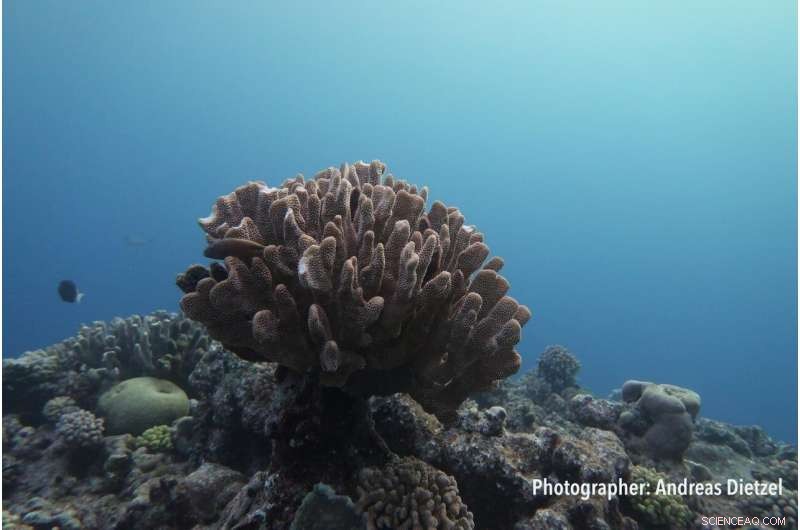 Half of the Great Barrier Reef’s Corals Vanish—A Deepening Crisis