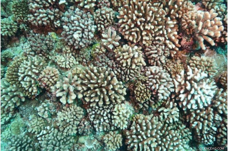 Scientists Uncover Viral Role in Coral Bleaching