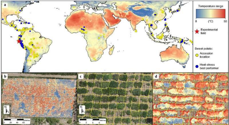 Enhancing Climate Resilience in Small-Scale Farming Through Sweet Potato Biodiversity