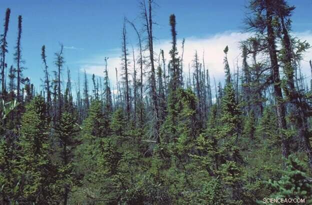 Boreal Wildfires Reshape Interior Alaska s Forest Ecosystems