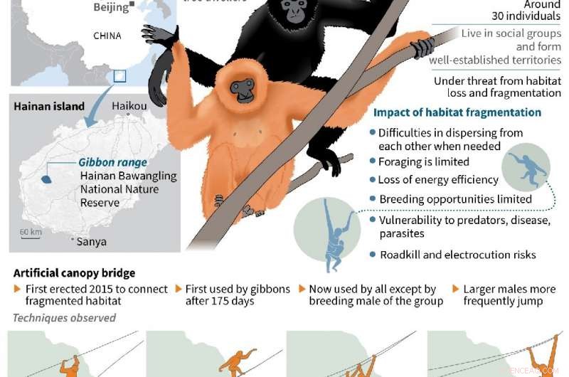 Scientists Launch Lifeline for the Rarest Primate on Earth