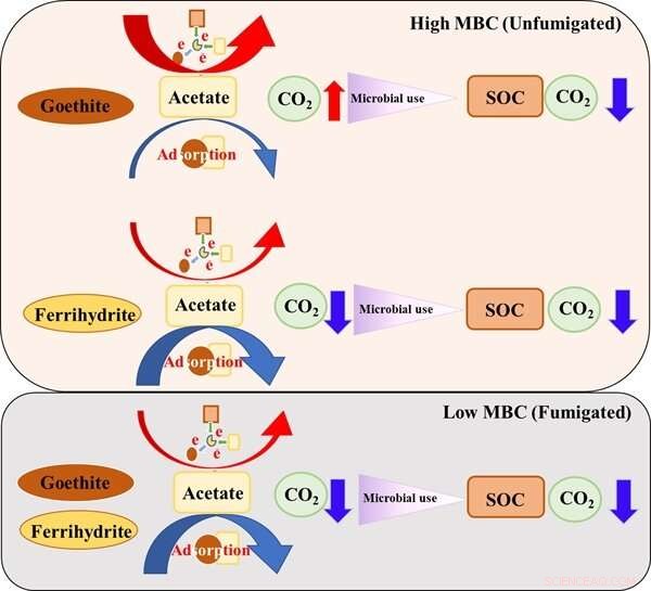 How Shifts in Microbial Biomass Alter Iron Oxide Functions in Organic Carbon Mineralization of Anoxic Paddy Soils