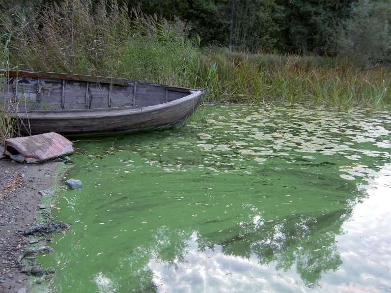 Sustainable Bioeconomy: Key to Safeguarding Freshwater Resources