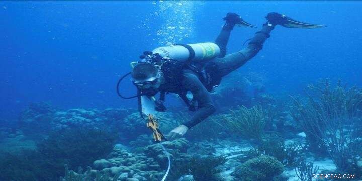 Study Discovers Diverse Bacterial Communities Endangering Coral Reef Ecosystems