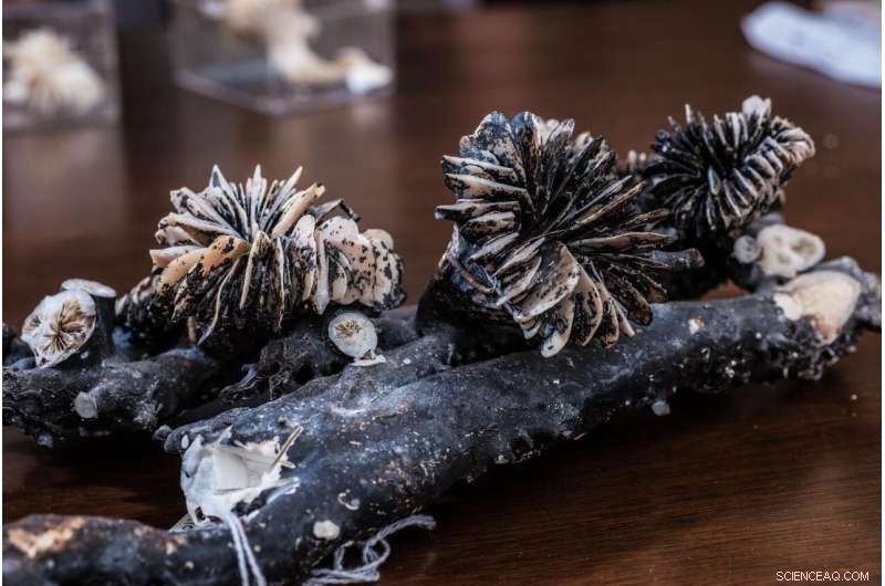 Deep-Sea Corals Reveal Rapid CO₂ Increase After the Last Ice Age