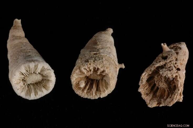 Deep-Sea Corals Reveal Rapid CO₂ Increase After the Last Ice Age