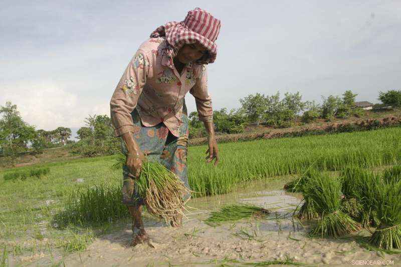 Large Farms Outperform Small Ones: New Study Shows Bigger Is Often Better
