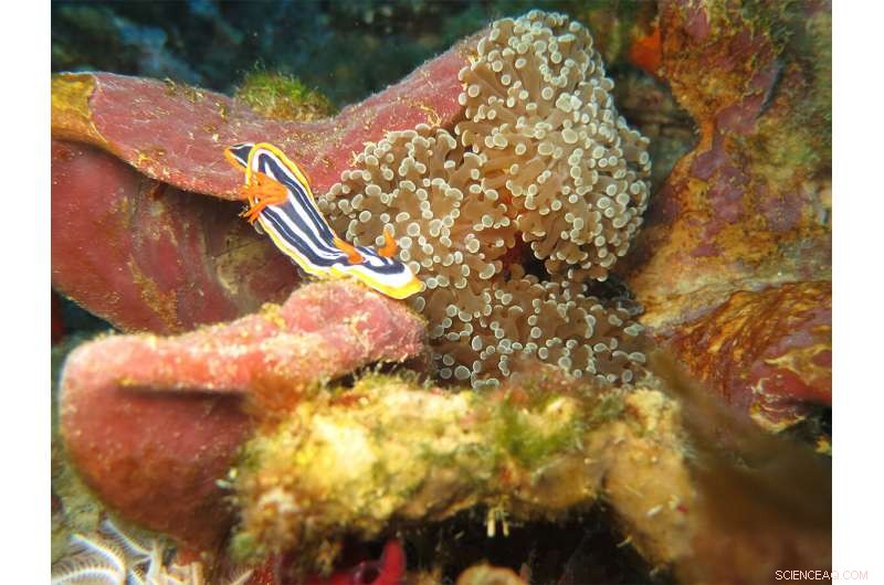 Unexplored Deep-Water Reefs Offer Key Insights for Coral Conservation