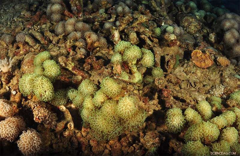 Unexplored Deep-Water Reefs Offer Key Insights for Coral Conservation