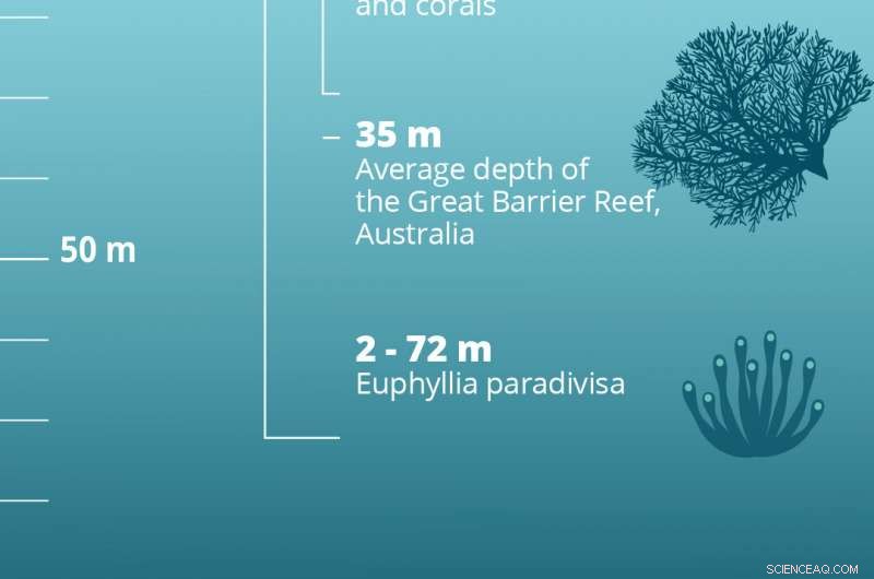 Unexplored Deep-Water Reefs Offer Key Insights for Coral Conservation