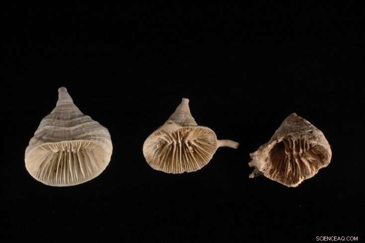 Ancient Deep-Sea Corals Serve as Time Machines, Unveiling Historical CO2 Levels