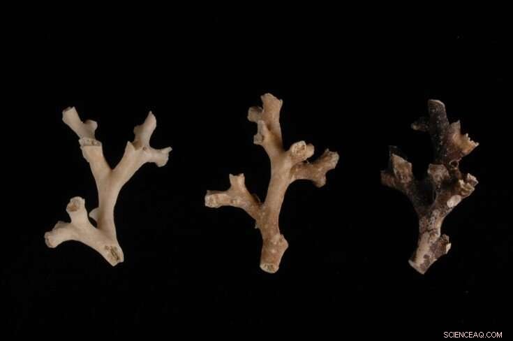 Ancient Deep-Sea Corals Serve as Time Machines, Unveiling Historical CO2 Levels