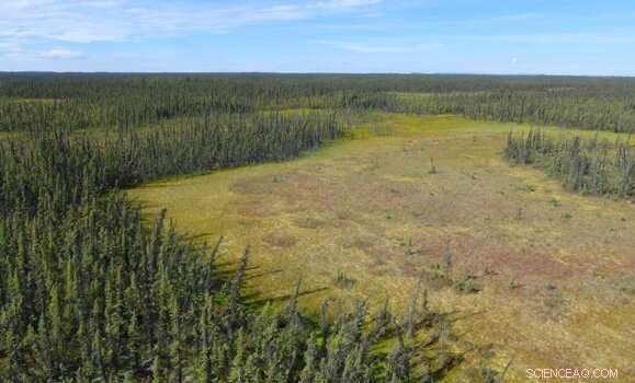 Peatland Restoration Shows Promise in Mitigating Climate Change Impacts