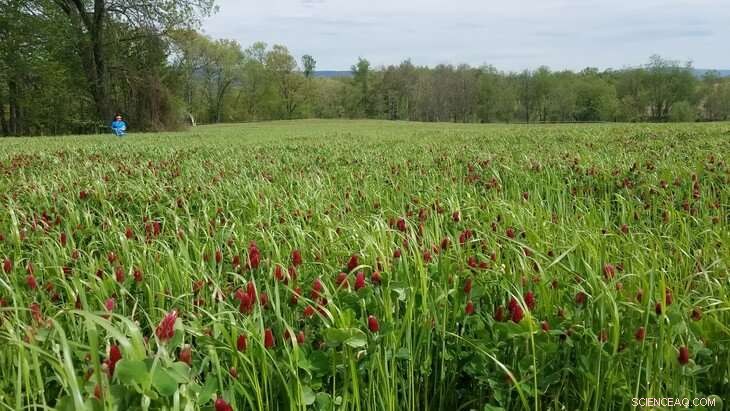 Enhanced Nitrogen Guidance for Corn: Boost Yields & Reduce Pollution