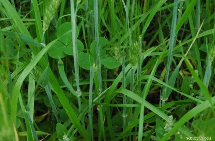 Diversified Fields Boost Yield and Soil Health