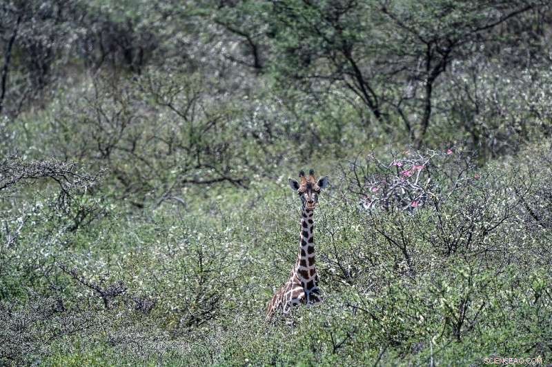 Kenyan Lakes Surge to Dangerous Levels, Threatening Communities