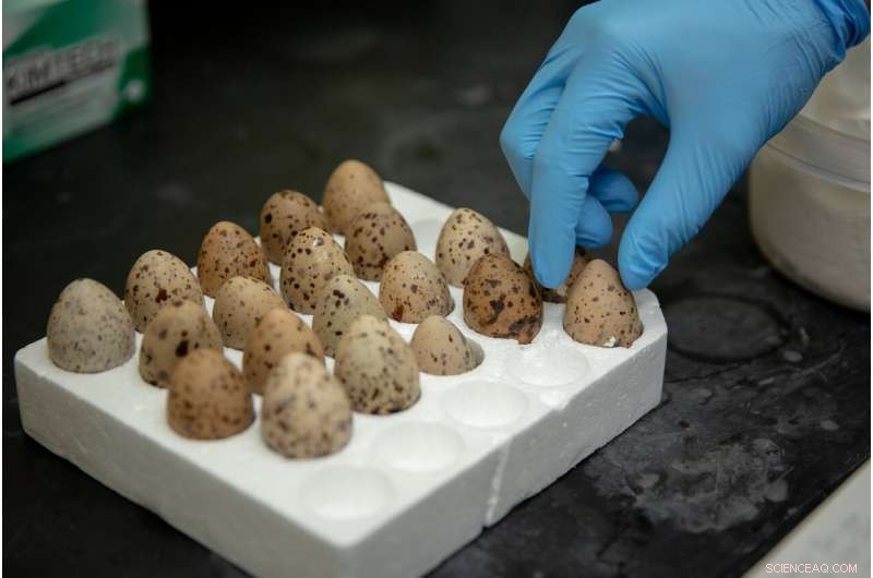 Legacy Pollutants Detected in Great Lakes Migratory Terns – Environmental Impact