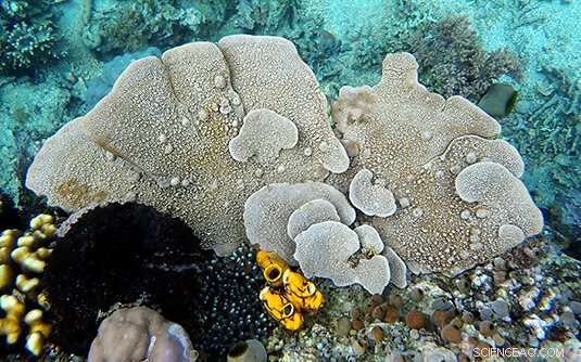 Sponges: Powerful Bioindicators for Micropollution Monitoring