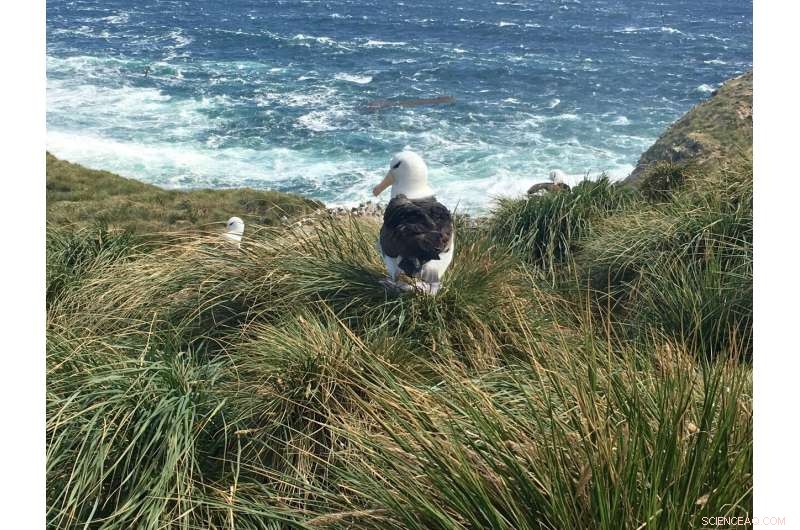 New Study Reveals How Seabirds  Rapid Response to Climate Change 5,000 Years Ago Shaped Falkland Ecosystems