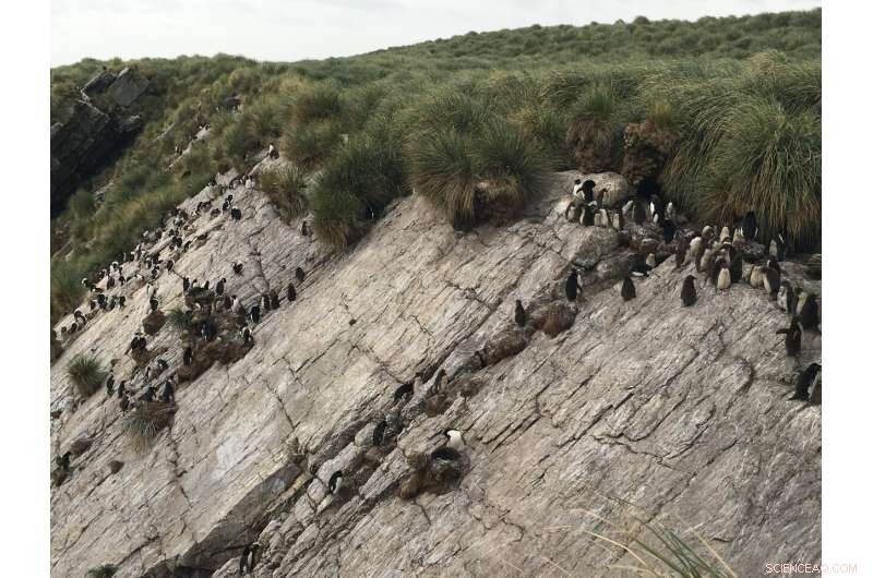 New Study Reveals How Seabirds  Rapid Response to Climate Change 5,000 Years Ago Shaped Falkland Ecosystems