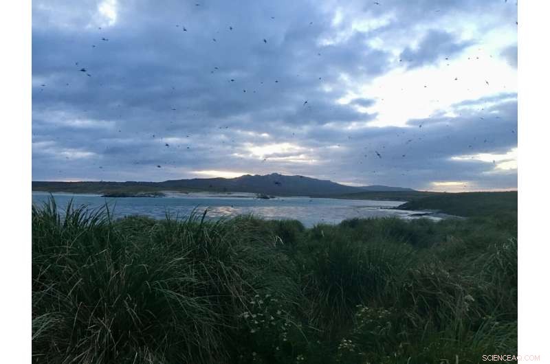 New Study Reveals How Seabirds  Rapid Response to Climate Change 5,000 Years Ago Shaped Falkland Ecosystems