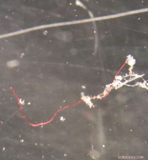 Microplastics Widespread in Antarctica s Remote Polar Seabeds