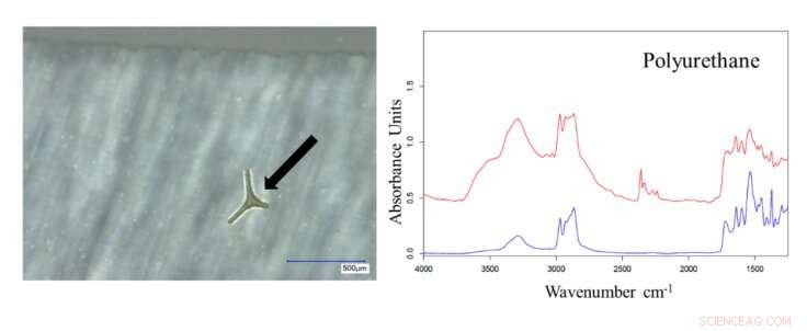 Microplastics Widespread in Antarctica s Remote Polar Seabeds