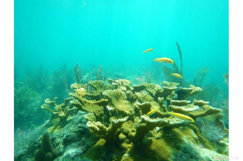 Elkhorn Coral Demonstrates Robust Defense Against Reef Diseases, New Study Reveals