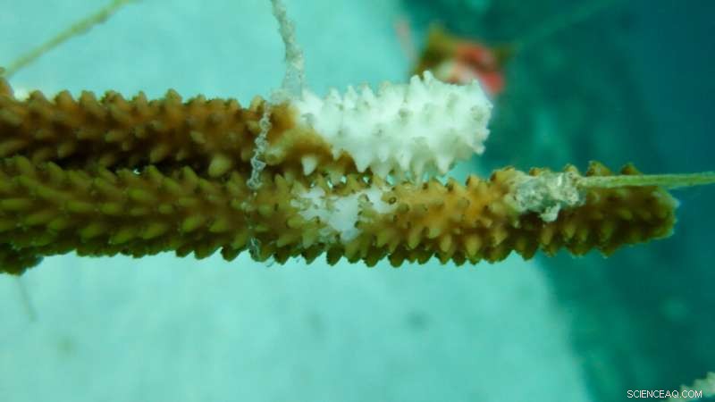 Elkhorn Coral Demonstrates Robust Defense Against Reef Diseases, New Study Reveals