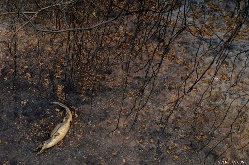 South America Grapples with Unprecedented Drought and Wildfires