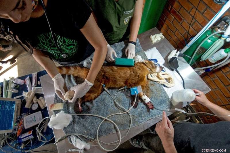 South America Grapples with Unprecedented Drought and Wildfires