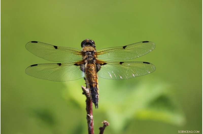 Dragonflies Reveal Mercury Pollution Levels – Citizen Science Breakthrough