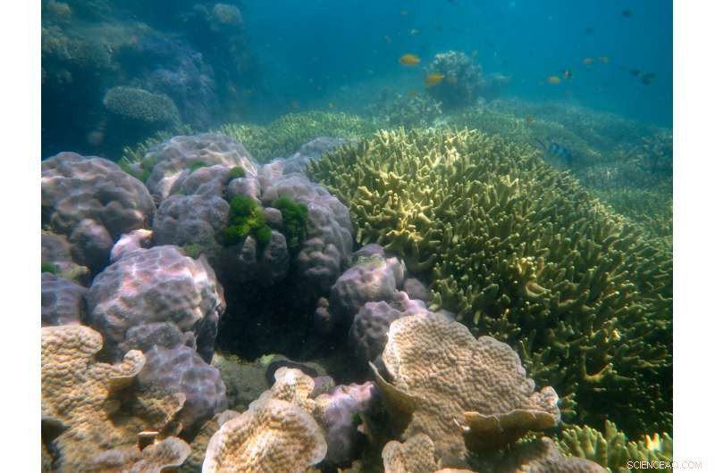 Great Barrier Reef Under Threat: Long‑Term Study Confirms Accelerating Ocean Acidification