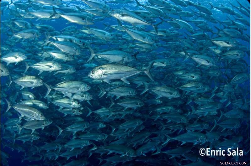 Keeping Large Fish in the Oceans Cuts Carbon Emissions