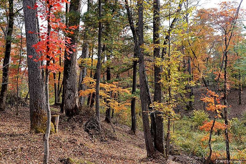 AI and Big Data Reveal Asian Reforestation Successes