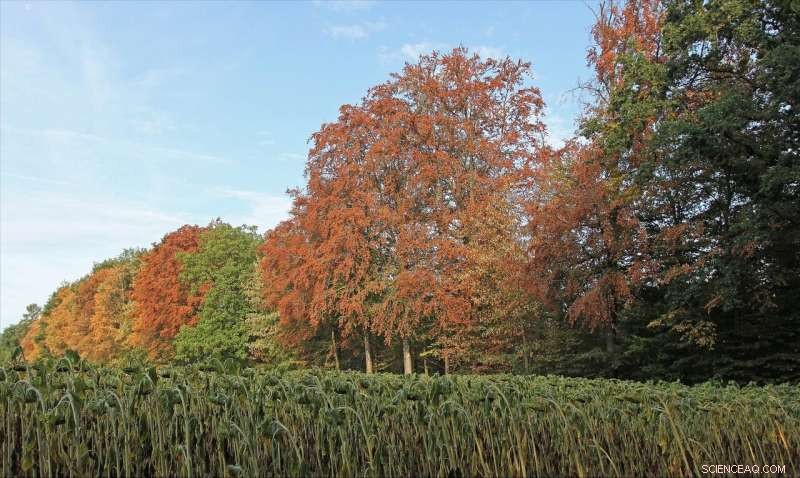 Dry 2018 Summer: 10% of Central European Forests Shed Leaves Prematurely