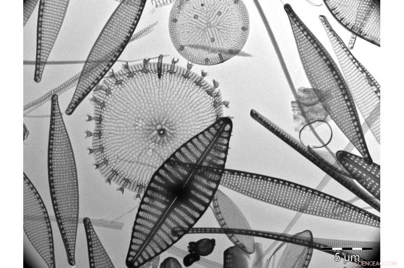 90 Years of Data Reveal Global Warming’s Impact on Marine Ecosystem Foundations