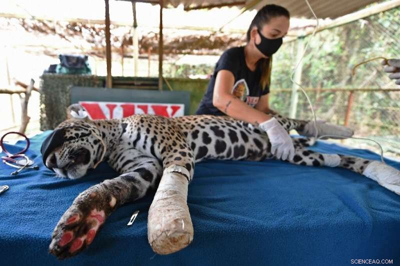 Record Fire Incidents Devastate Brazil s Amazon and Pantanal Regions