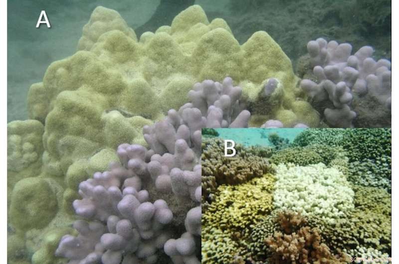 Genomic Insights Reveal Corals in the Act of Speciation and Adaptation