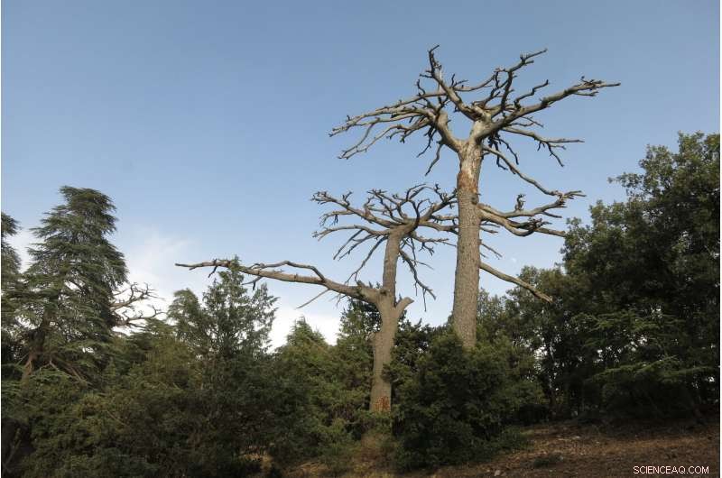 Post-Drought Forests: How Tree Loss Shapes Forest Recovery