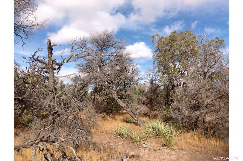 Post-Drought Forests: How Tree Loss Shapes Forest Recovery