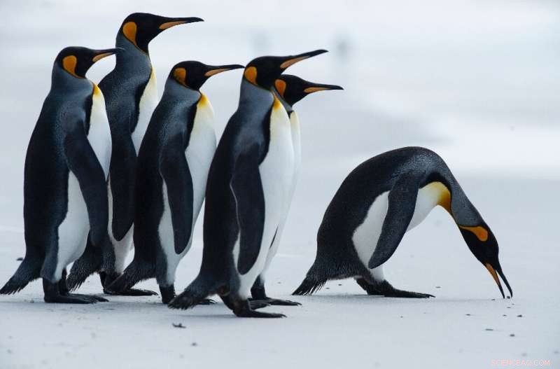 Largest Iceberg on Collision Course with Remote Penguin Sanctuary