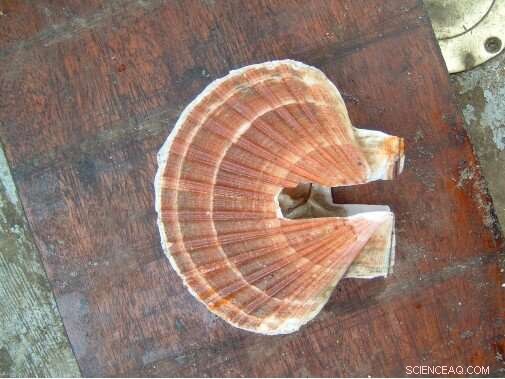Study Finds Metal Pollution Threatening Scallop Populations in British Waters