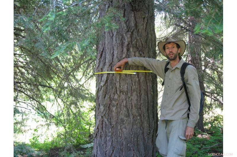 Large Trees Drive Forest Carbon Storage—Key to Sequestering Carbon