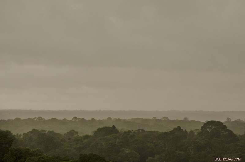 Scientists Decode the Causes and Pace of Amazon Tree Mortality