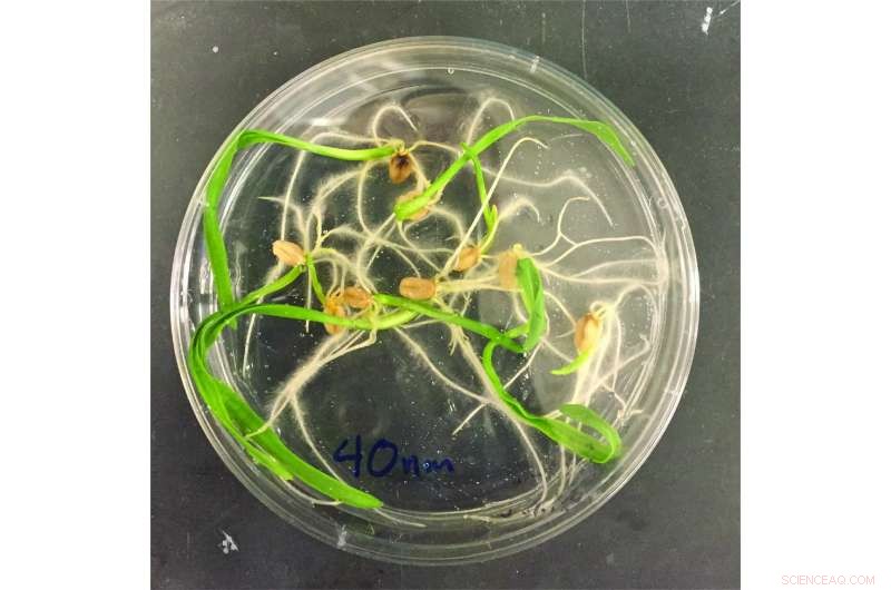 How Microplastics Accumulate on Plant Roots: Implications for Agriculture and Environmental Cleanup