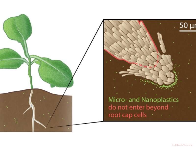 How Microplastics Accumulate on Plant Roots: Implications for Agriculture and Environmental Cleanup